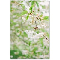 Védjegy Szépművészet 'White Cherry Blossoms 2' vászon Art készítette: Ariane Moshayedi